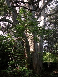 rco Cosentini-20110417 015